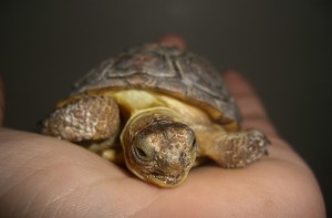 Young Desert Tortoise - Photo Courtesy of Wikipedia