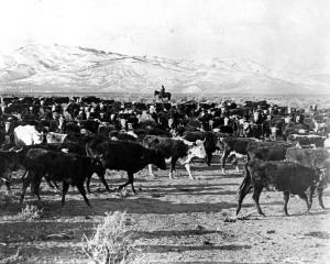 Westward Expansion Moving Cattle
