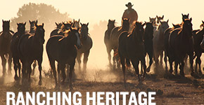 Photo Courtesy of Ranching Heritage on AQHA.com